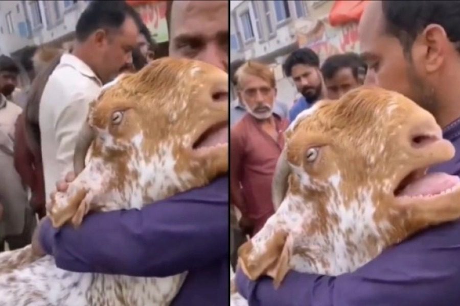 Viral η κατσίκα στη Σαουδική Αραβία που κλαίει σαν μωρό επειδή αποχωρίζεται τον ιδιοκτήτη της