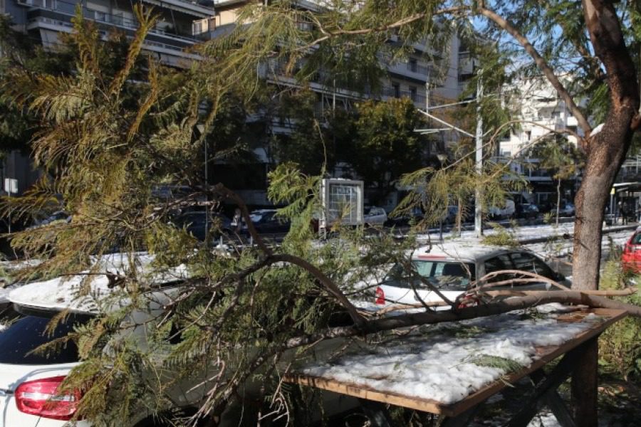 Αρνήθηκε στον δήμο να κόψουν δέντρο, αλλά όταν έπεσε στο όχημά του ζήτησε αποζημίωση