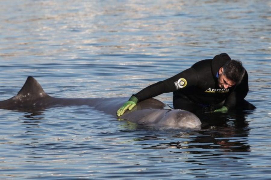 Αλιμος: Στην ανοικτή θάλασσα η «μικρή φάλαινα» που εγκλωβίστηκε στα ρηχά