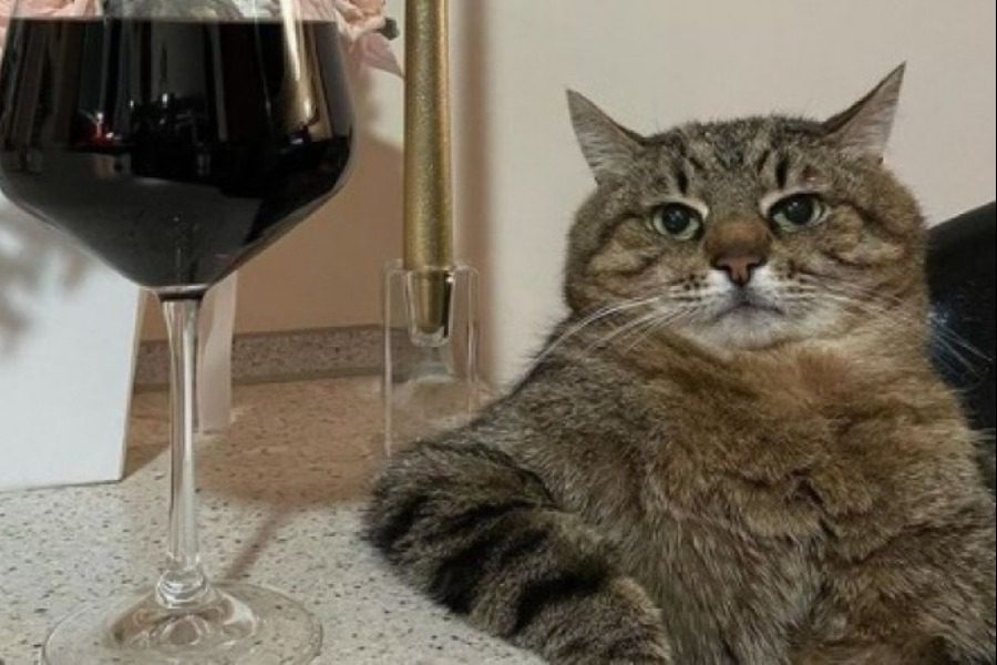 Ουκρανία: Πώς ο διάσημος viral γάτος Στεπάν γλίτωσε από τις ρωσικές βόμβες