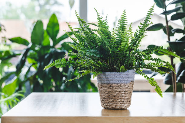 Ποια φυτά να βάλεις στη κρεβατοκάμαρα για να προσθέσεις μία αίσθηση ζωντάνιας και ευεξίας στο χώρο σου
