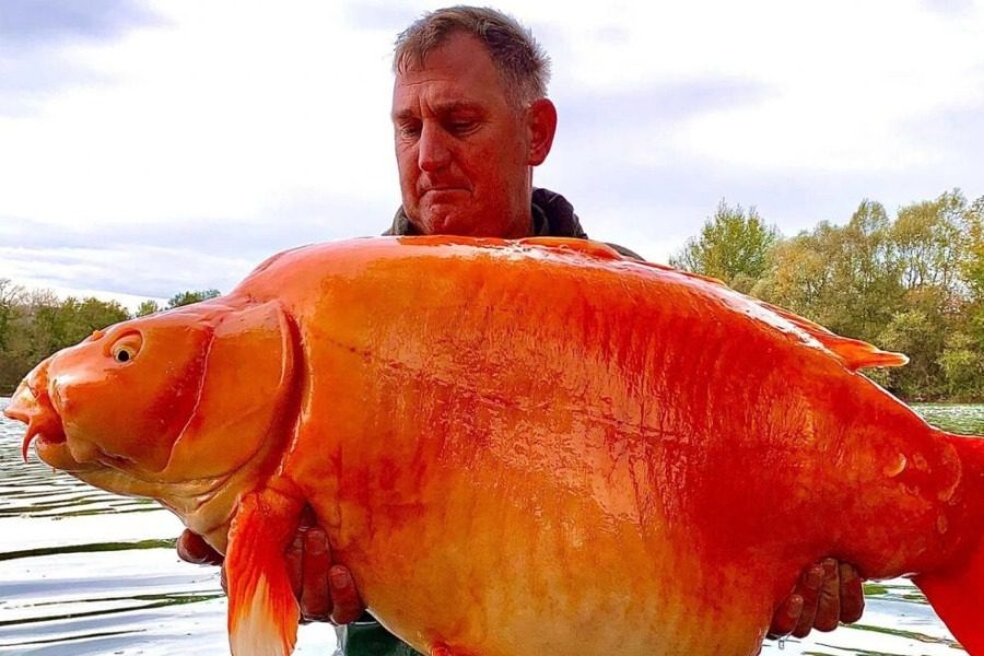 Ψαράς έπιασε το μεγαλύτερο χρυσόψαρο βάρους 32 κιλών