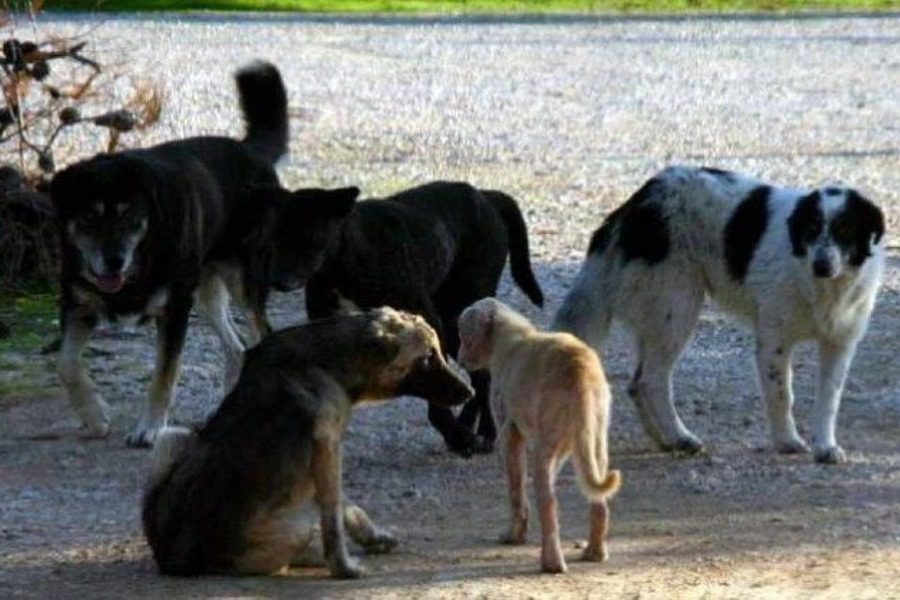 Κτηνωδία στη Νάουσα: Έριξαν φόλες σε σκύλους και τους βρήκαν νεκρούς στον δρόμο - Τα άτυχα ζώα ήταν στειρωμένα και τα φρόντιζαν μέλη της αρμόδιας επιτροπής του δήμου