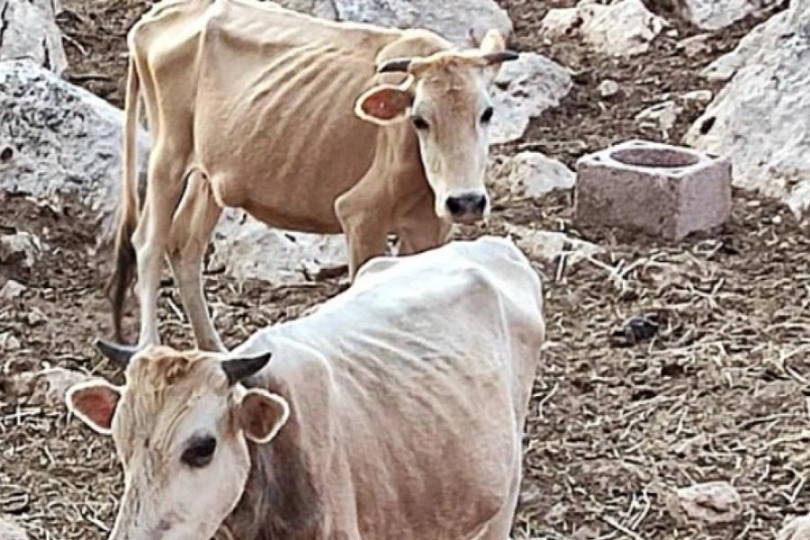 Θεσπρωτία: «Ολόκληρο χωριό βρωμάει ψοφίμι»  - Αγελάδες τρώνε κάθε 15 μέρες και πεθαίνουν από ασιτία