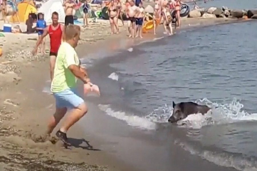 Χαλκίδα: Πανικός σε παραλία – Aγριογούρουνα κολυμπούσαν δίπλα σε λουόμενους