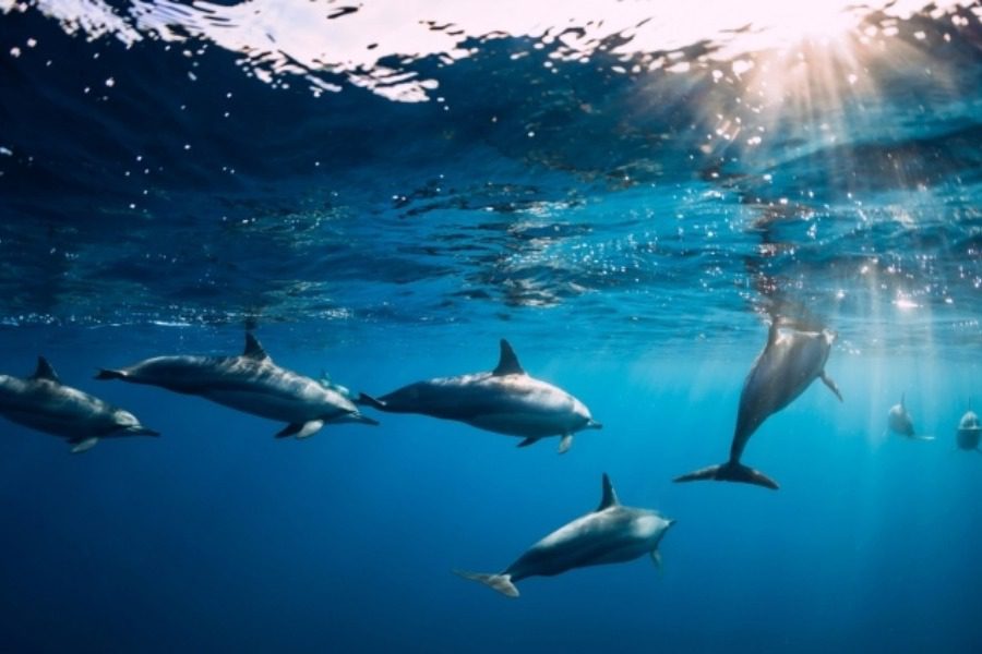 Εντυπωσιακό βίντεο από το μεγαλύτερο κοπάδι δελφινιών που έχει καταγραφεί ποτέ στην Ελλάδα