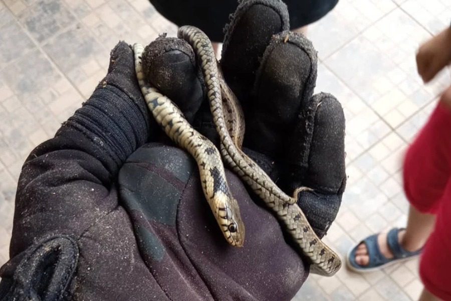 Κοζάνη: Πήγε να πάρει μια χαρτοπετσέτα και βρήκε… φίδι 