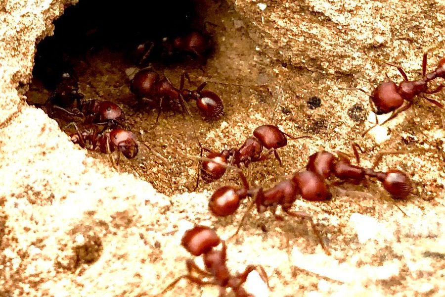 Έπεσε από τα 14.500 πόδια και σώθηκε από μυρμήγκια