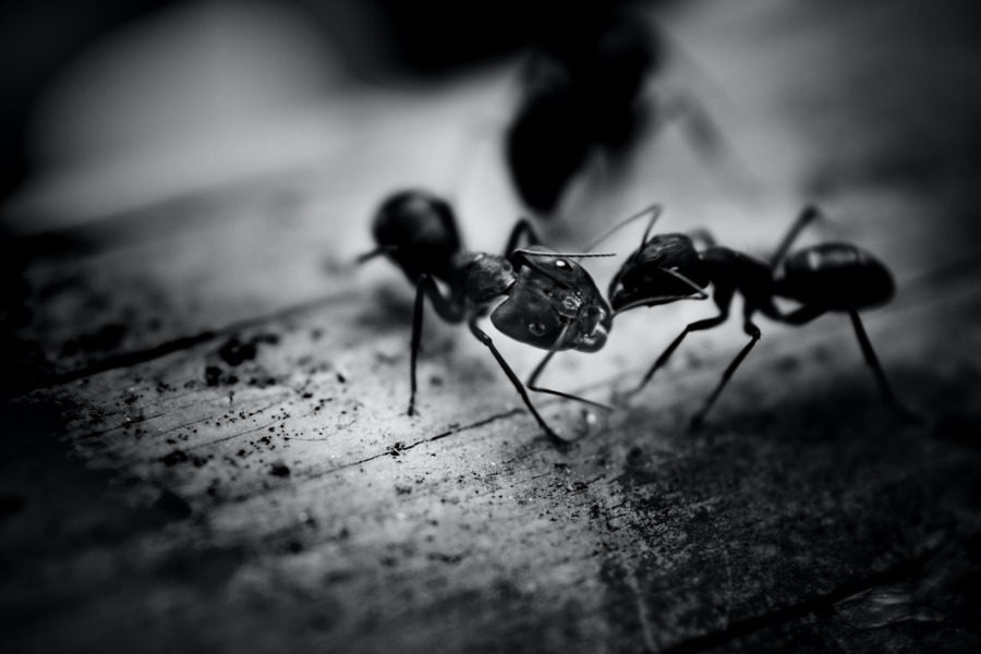 Δείτε τι πρέπει να κάνετε αν εμφανίστηκαν μυρμήγκια στο σπίτι σας