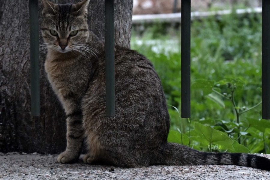 Πάτρα: «Σκότωσα τη γάτα γιατί ήθελα να την φάω»