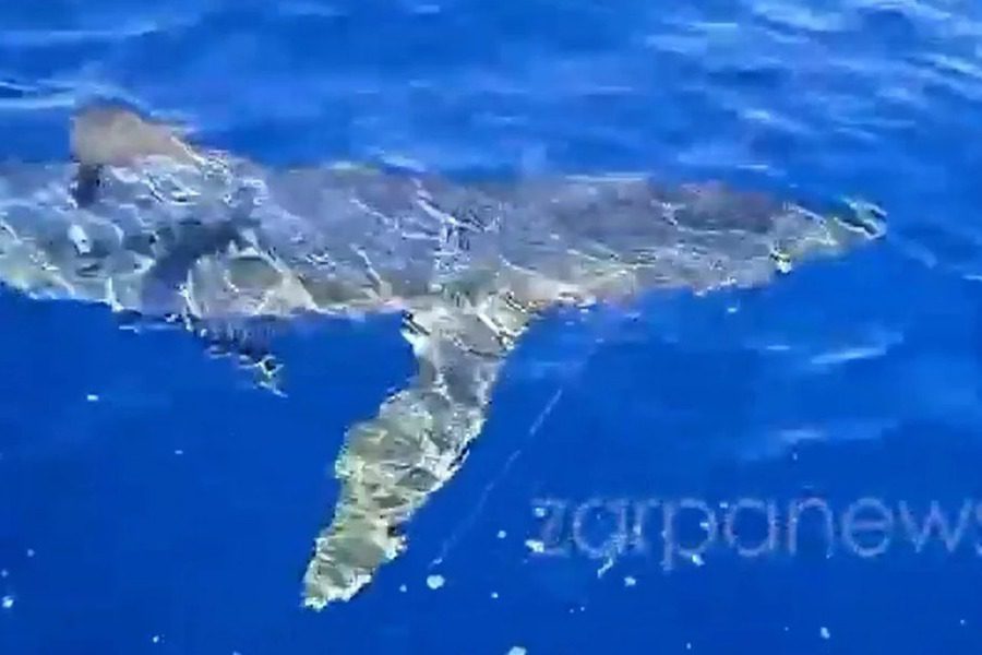 Κρητικοί βγήκαν για ψάρεμα και έπεσαν σε γαλάζιο καρχαρία άνω των τριών μέτρων στα Αντικύθηρα