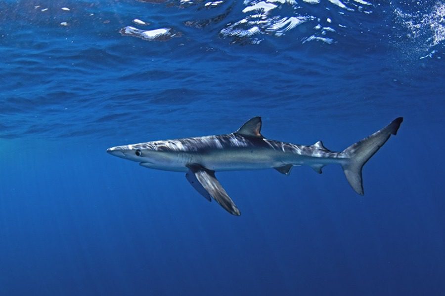 Γαλάζιος καρχαρίας εμφανίστηκε στην Αιτωλοακαρνανία