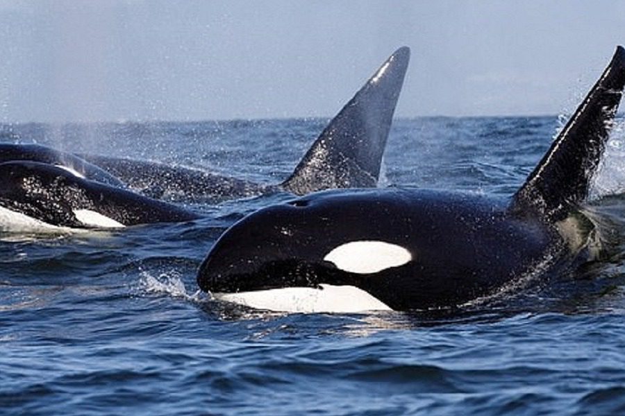 Βίντεο: Φάλαινες δολοφόνοι κυνηγούν και κατασπαράζουν λευκό καρχαρία