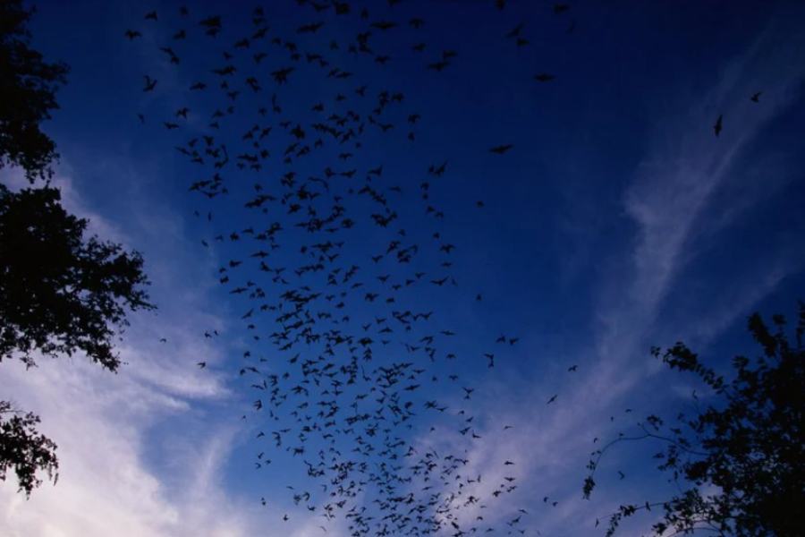 Έρευνα Nature: Η κλιματική αλλαγή θα ενισχύσει τις ιογενείς επιδημίες