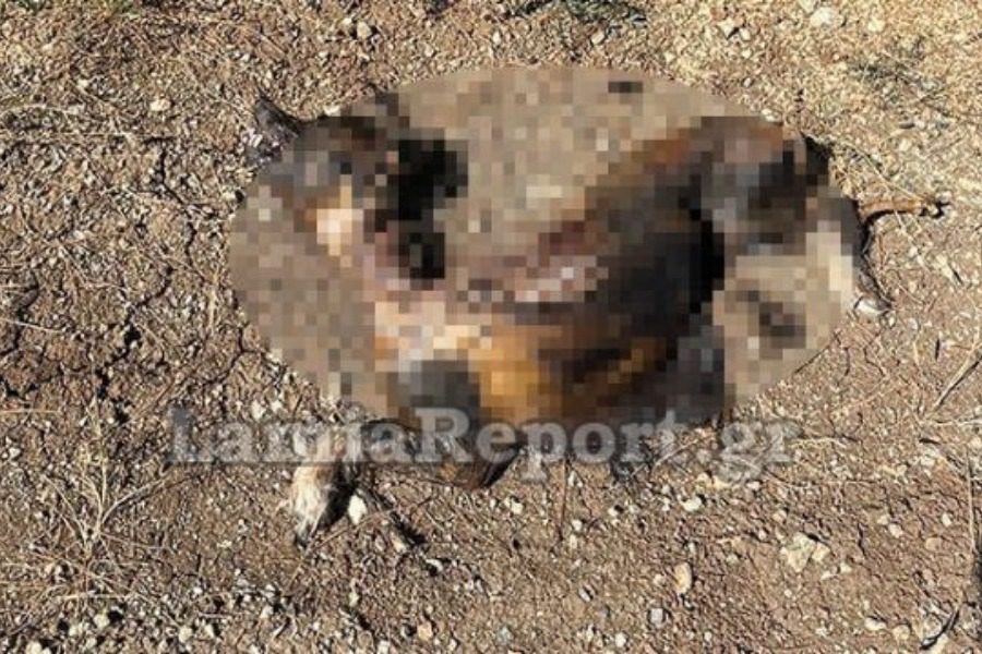 Φρίκη στη Λαμία: Απάνθρωποι έκαψαν σκύλο ζωντανό