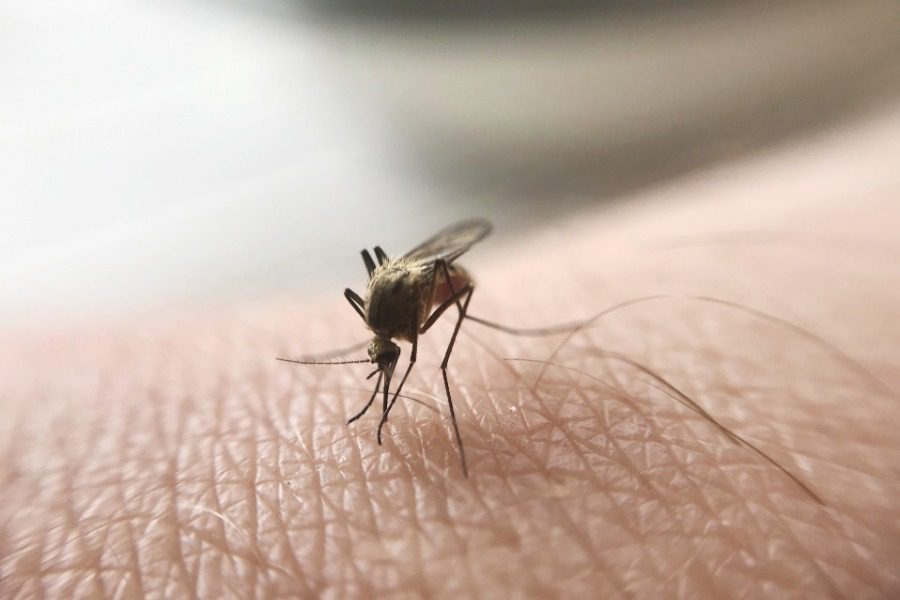 Πέντε φυσικοί τρόποι για να κρατήσετε τα κουνούπια μακριά