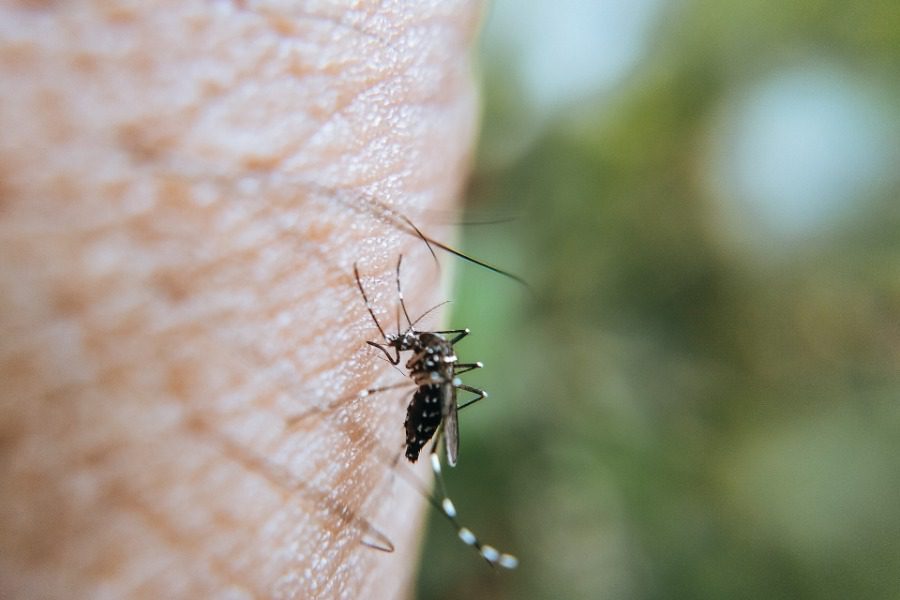 Σήμερα έμαθα: Γιατί μας τσιμπάνε τα κουνούπια;