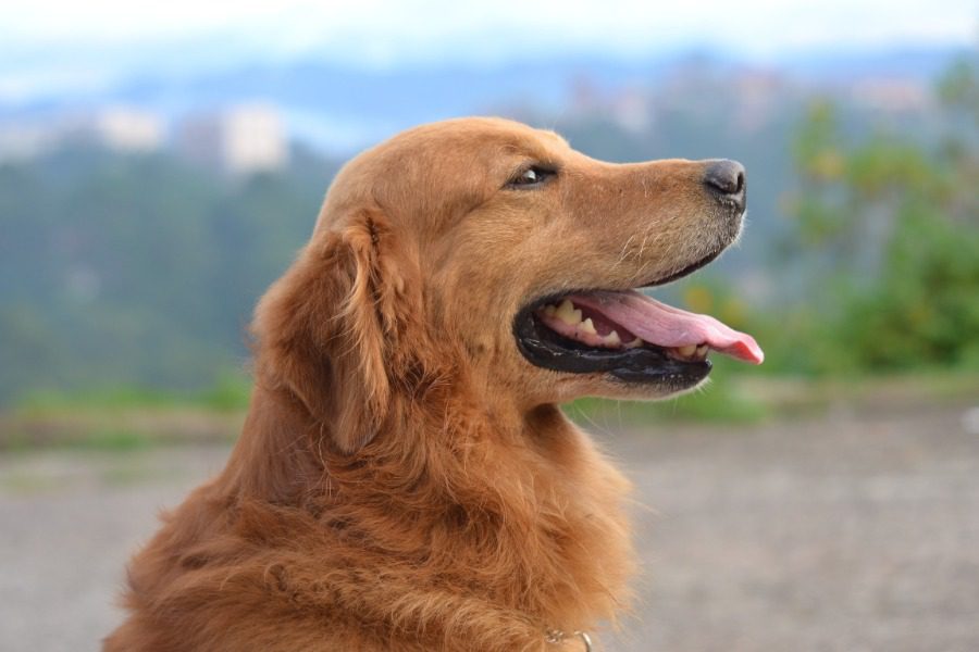 Τα Pet City Στηρίζουν τα ζώα με αναπηρία!