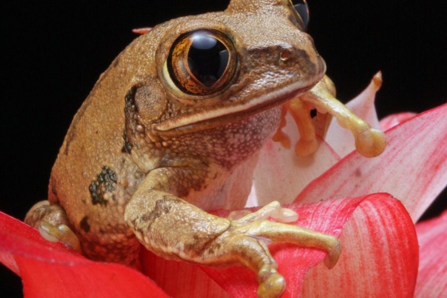 Τρελό: Σε ποιο πάρκο της Αμερικής γλείφουν τους βάτραχους για ψυχεδελικές εμπειρίες