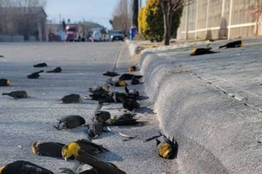 Μυστήριο με δεκάδες κοτσύφια που «βούτηξαν» ταυτόχρονα στον θάνατό τους 