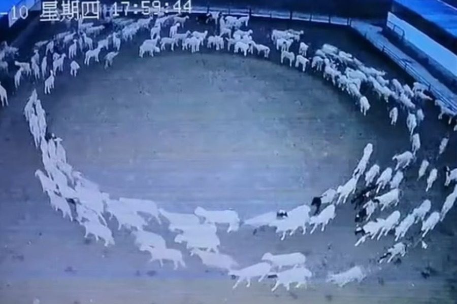 Κίνα: Μυστήριο σε φάρμα – Πρόβατα κινούνται σε κύκλο επί 12 ημέρες Probata