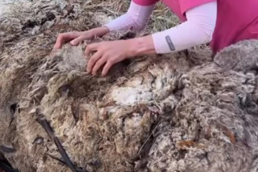 Extreme makeover: Κάτω από αυτή την άμορφη μάζα μαλλιού και βρώμας κρυβόταν ένα πρόβατο 