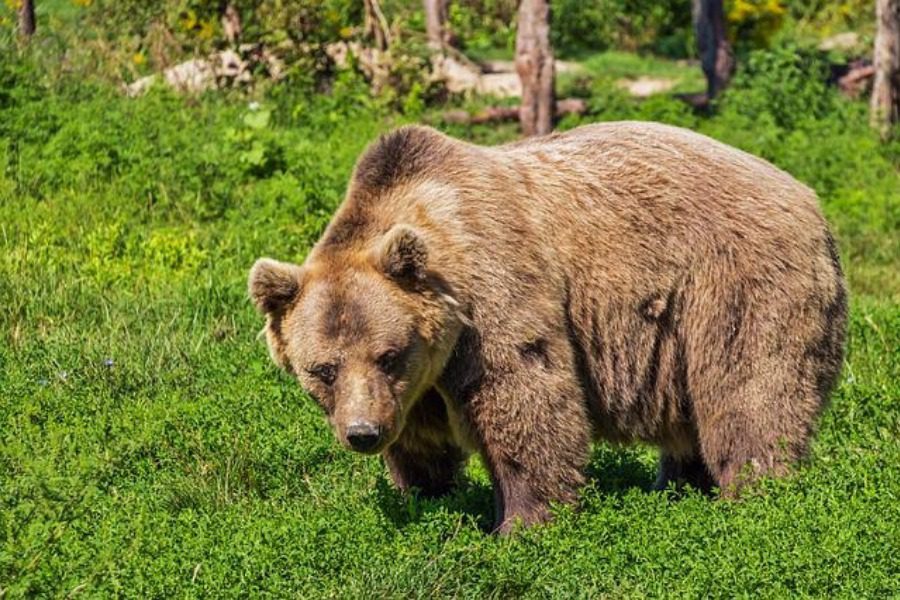 Κτηνωδία στη Φλώρινα: Πυροβόλησαν και σκότωσαν 3 αρκούδες