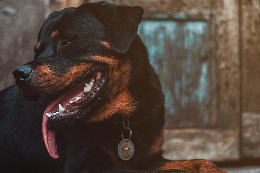 Εύβοια: Στην εντατική ο 6χρονος που τον δάγκωσε ροτβάιλερ στο κεφάλι