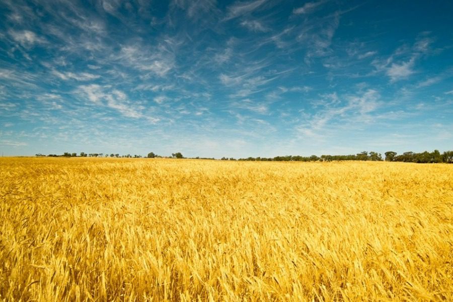 ουκρανία και ρωσία υπέγραψαν συμφωνία για την εξαγωγή σιτηρών