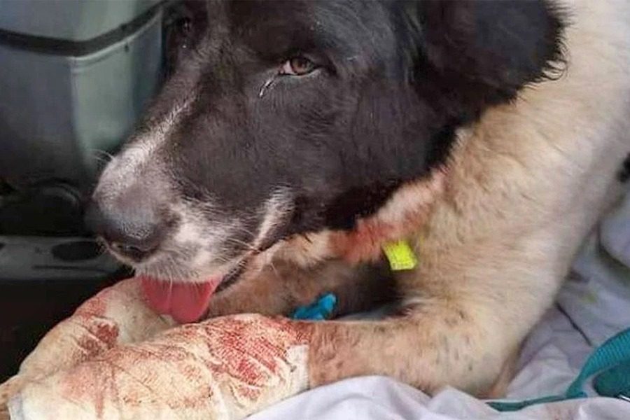 Φρίκη στην Πάτρα ‑ Έσερνε με το αμάξι τον σκύλο του για 1,5 χιλιόμετρο