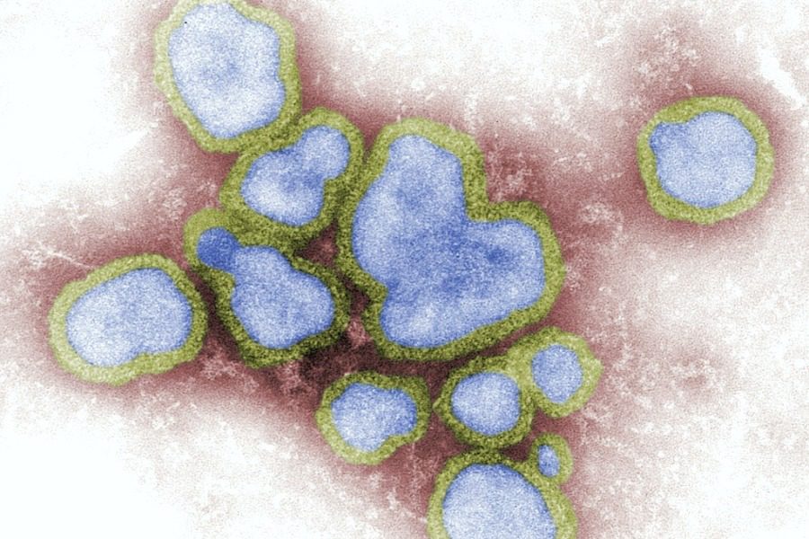 Khosta‑2: Νέος ιός που μολύνει τον άνθρωπο και διαφεύγει των εμβολίων του κορωνοϊού