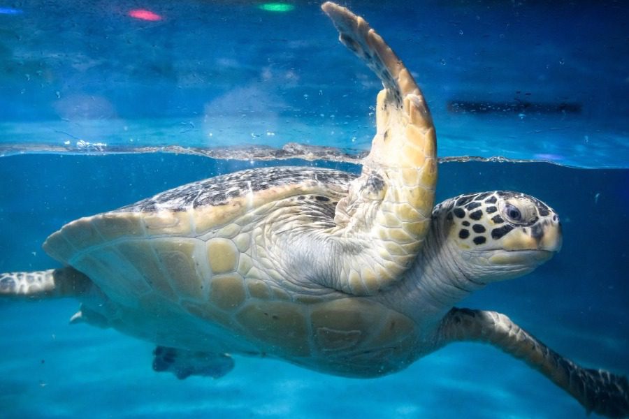 Σφαγή χελωνών στην Ιαπωνία: Τουλάχιστον 30 νεκρές