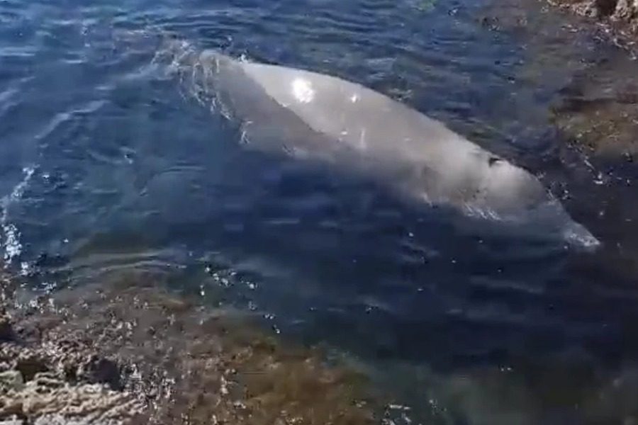 Φάλαινα βρέθηκε στα... λιμανάκια Βουλιαγμένης 