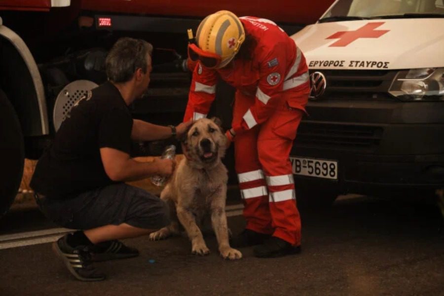 Έκκληση της Ειδικής Γραμματείας Προστασίας Ζώων Συντροφιάς: Κάθε ζωή έχει αξία