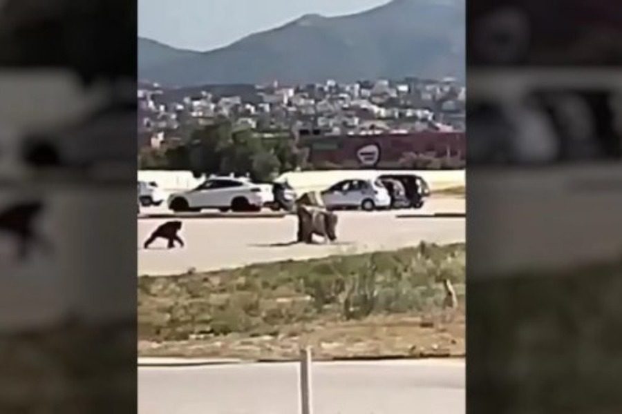 Την υπόθεση θανάτωσης του χιμπατζή αναλαμβάνει ο Αλέξης Κούγιας