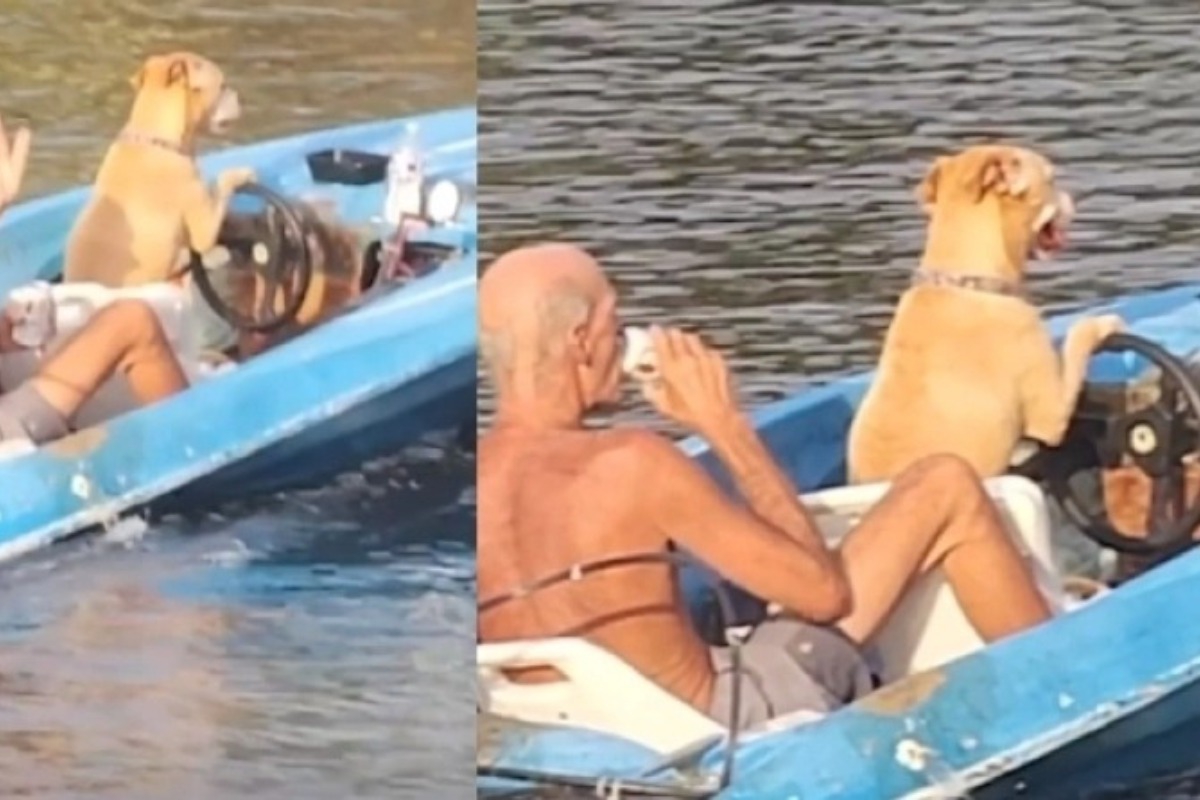 Απίστευτο! Σκύλος οδηγεί σκάφος και κάνει βόλτα τον ιδιοκτήτη του!