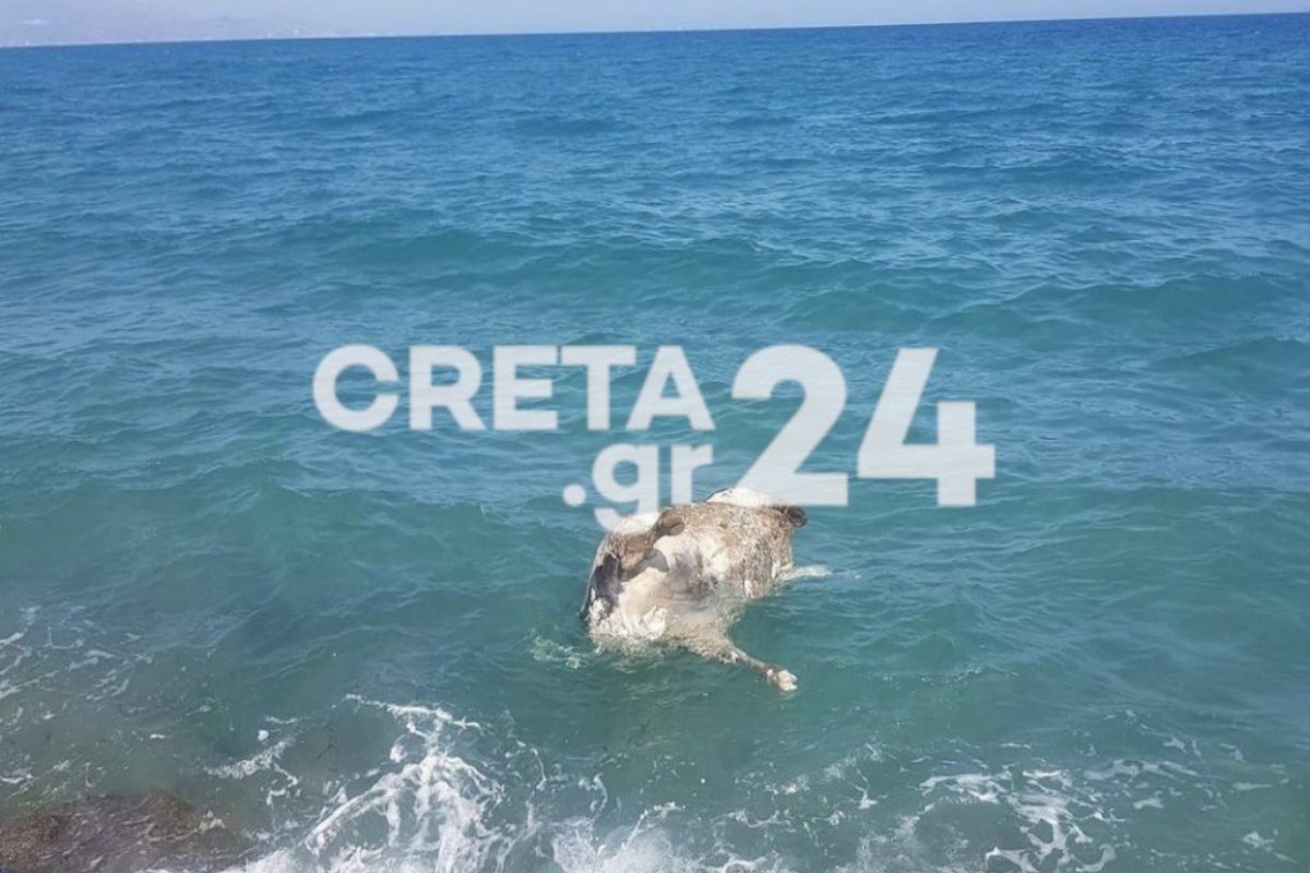 Ηράκλειο: Νεκρή αγελάδα μέσα στη θάλασσα – Δείτε φωτογραφίες