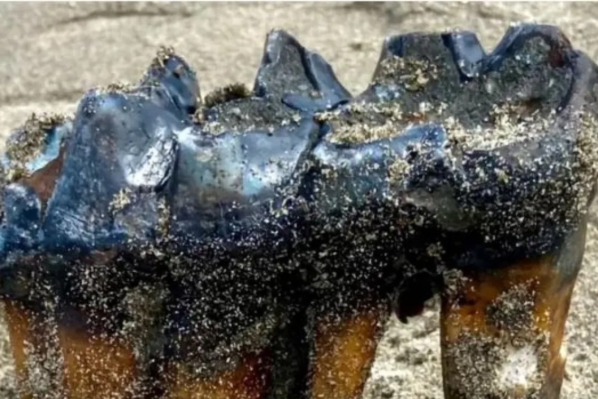 Γυναίκα βρήκε σε παραλία αρχαίο δόντι μαστόδοντα μήκους 30 εκατοστών