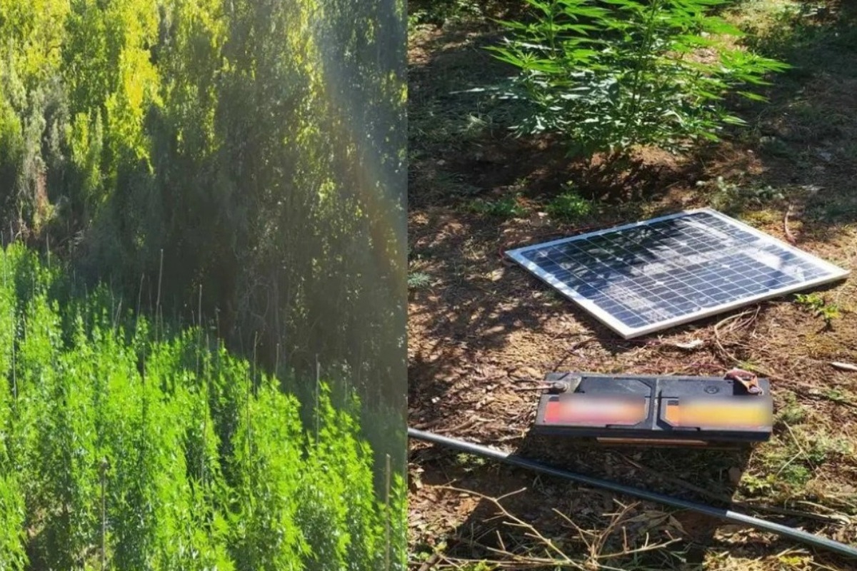 Καβάλα: Εντοπίστηκε φυτεία με 400 χασισόδεvτρα που θερμαίνονταν… μέσω ηλιακών πάνελ!