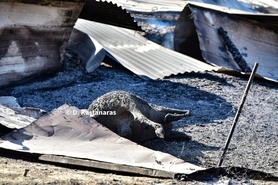 Καταστράφηκαν οι κτηνοτρόφοι στη Μαγνησία