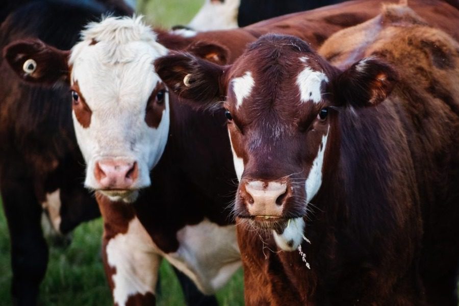 Τρεις «σούπερ αγελάδες» κλωνοποίησε η Κίνα - Πόσους τόνους γάλα θα παράγουν