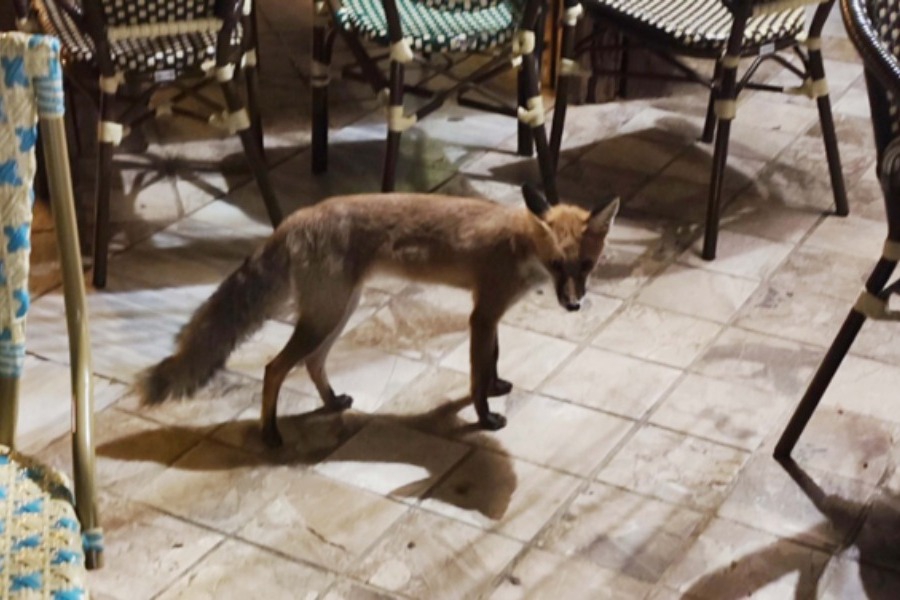 Αλεπού έχει γίνει τακτικός πελάτης στις καφετέριες του Ναυπλίου