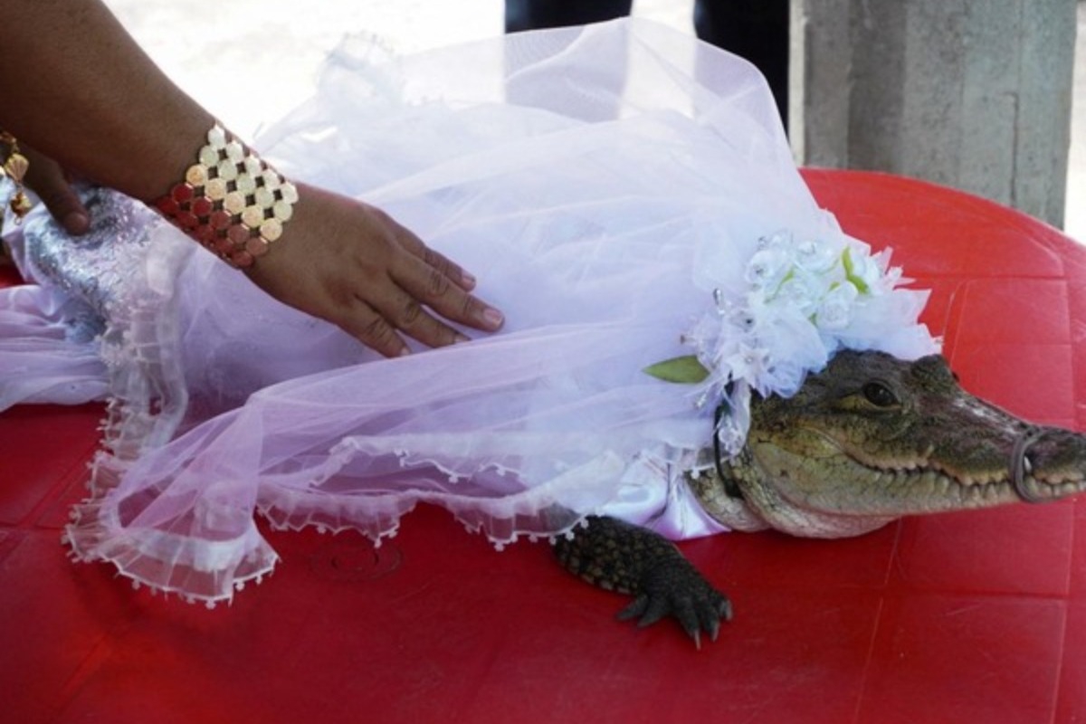 Δήμαρχος στο Μεξικό παντρεύτηκε… αλιγάτορα!