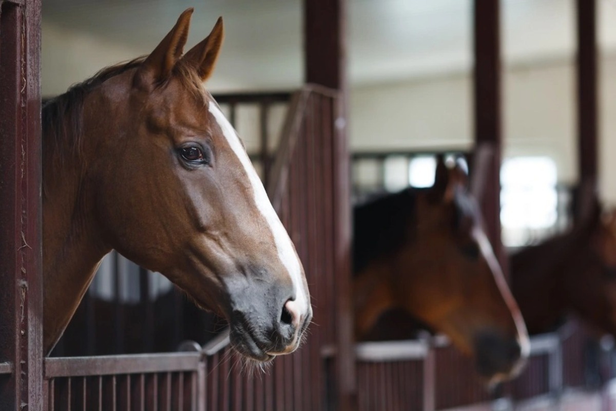 Φρίκη στη Χαλκίδα: Νεκρό άλογο στο οδόστρωμα, το είχαν δέσει με αλυσίδες και σχοινιά σε κολώνα φωτισμού