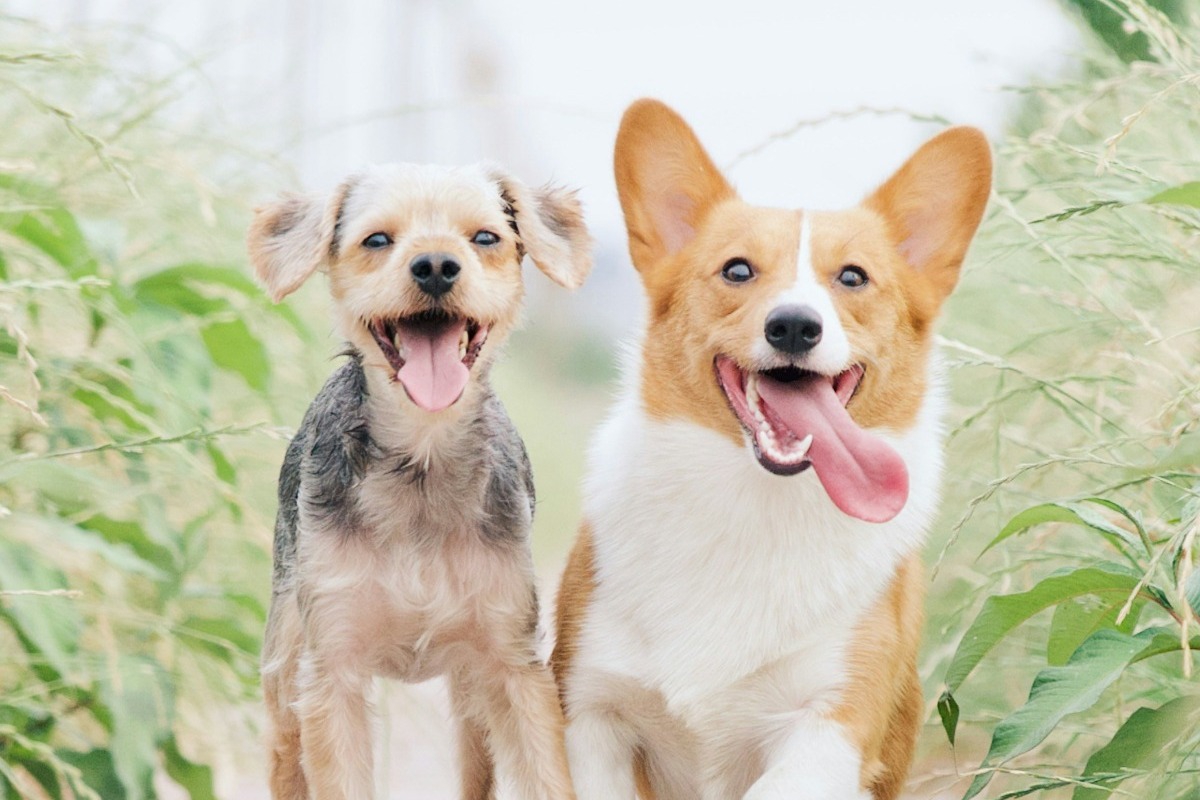 Αυτές οι ράτσες σκύλων είναι πιο επιρρεπείς στην παχυσαρκία