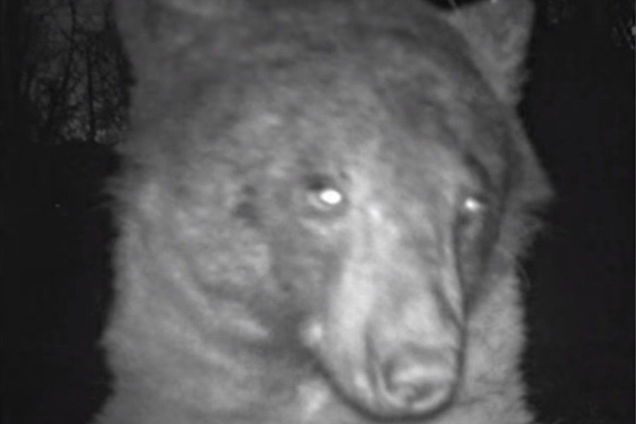 Viral αρκούδα που λατρεύει τις ...selfies