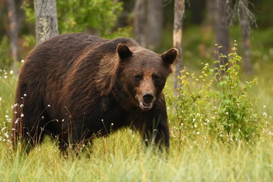 Φώναξε την αστυνομία να τον σώσει από τις αρκούδες και τώρα κινδυνεύει με φυλάκιση