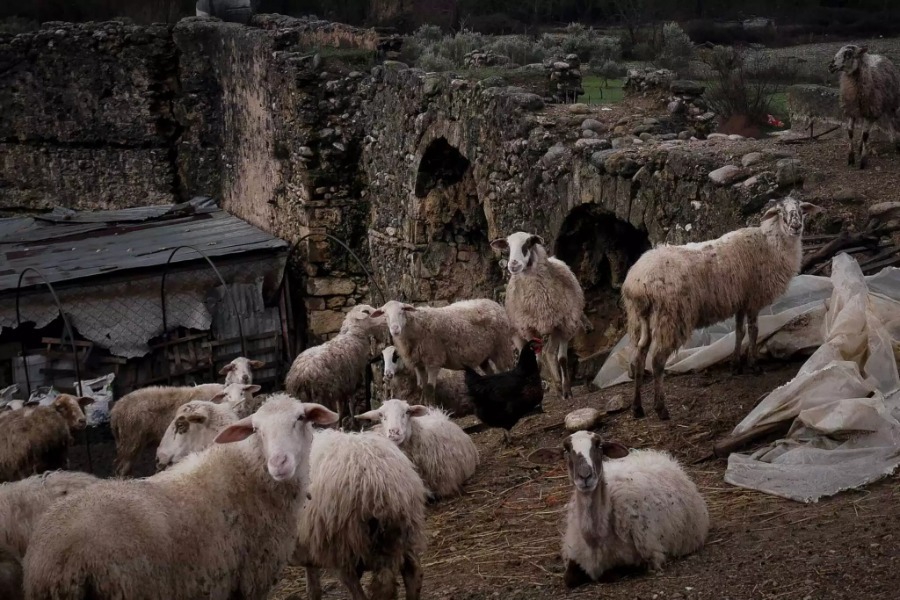 30χρονη στην Κρήτη πήγε στο μαντρί της και είδε 70 αρνιά νεκρά