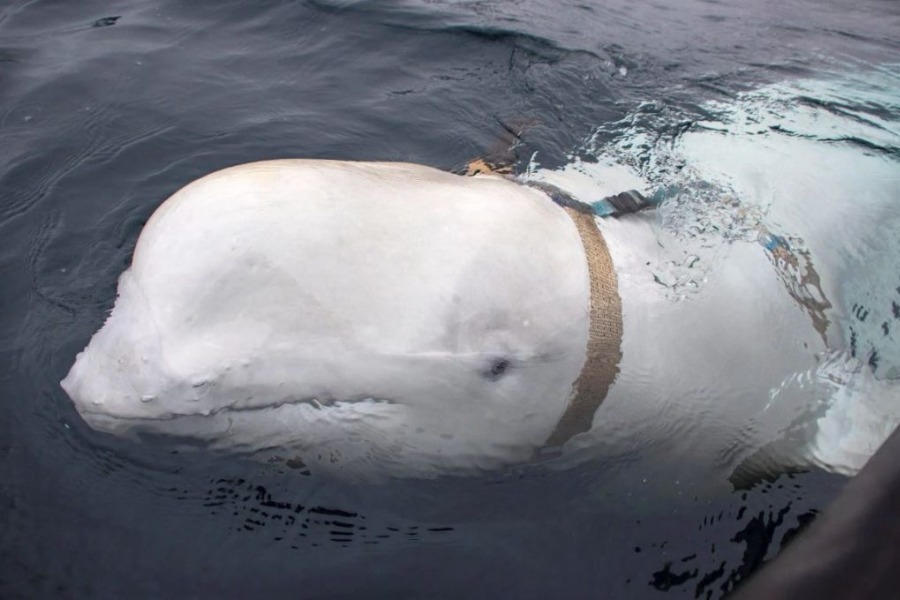 «Μπελούγκα του Πούτιν»: Εμφανίστηκε ξανά η φάλαινα που είχε θεωρηθεί κατάσκοπος της Ρωσίας