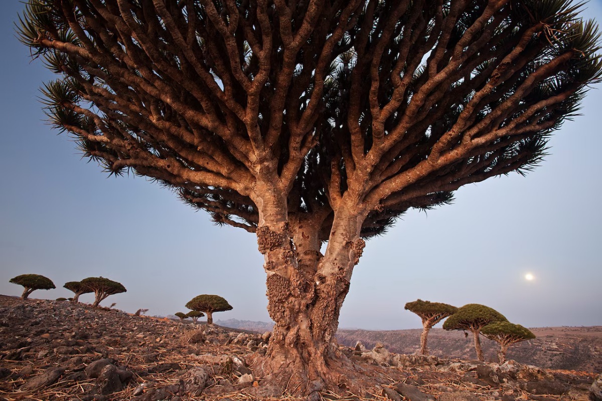 Το μοναδικό δέντρο στον κόσμο που ματώνει